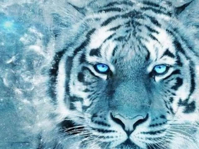 Добро пожаловать в год Голубого Водяного Тигра!